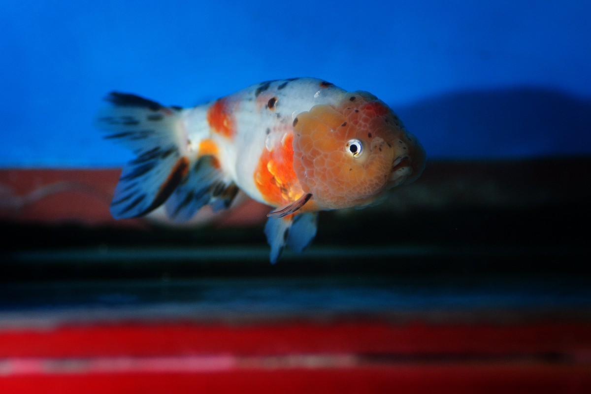 中山公园的几条金鱼