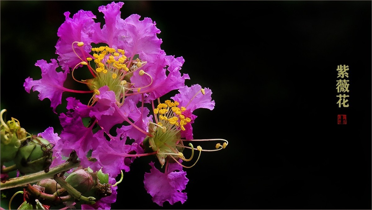 绿中一点红紫薇花