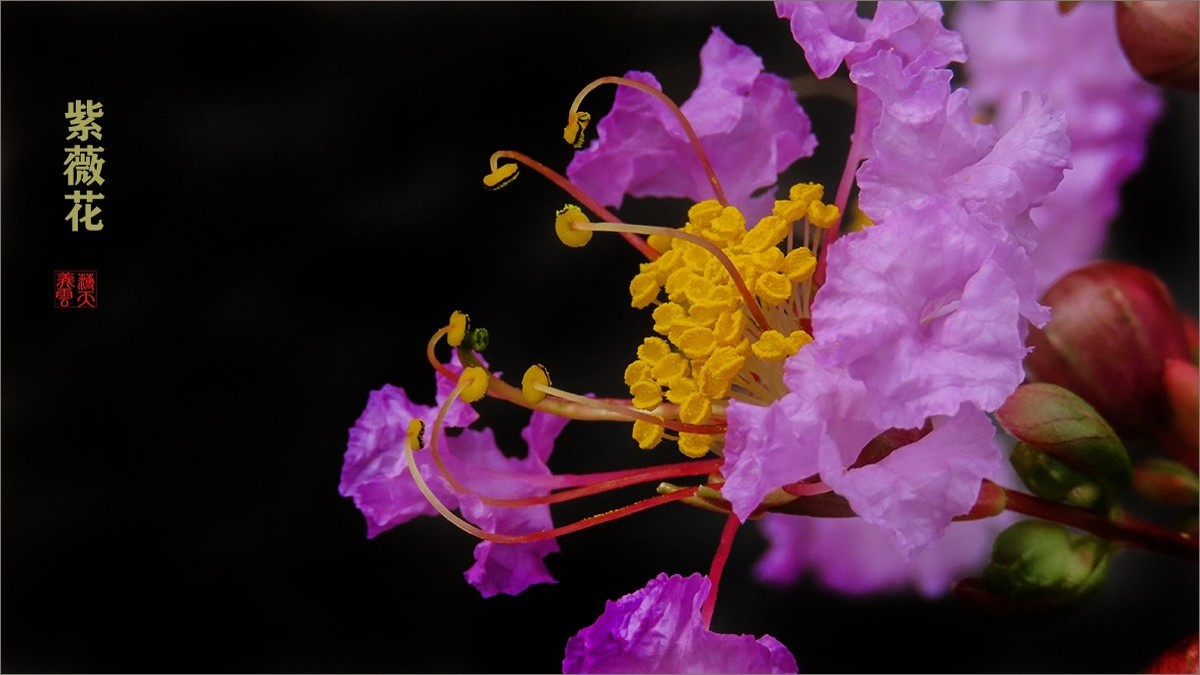 绿中一点红紫薇花