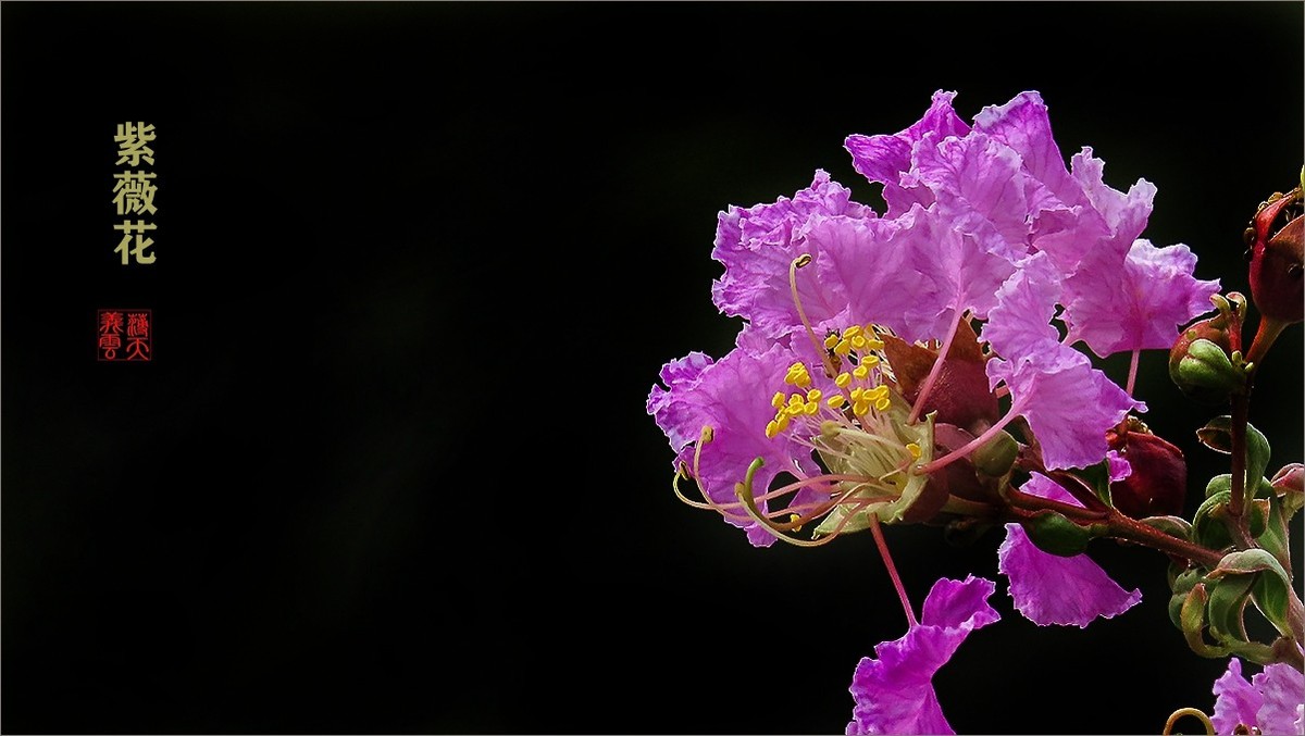 绿中一点红紫薇花