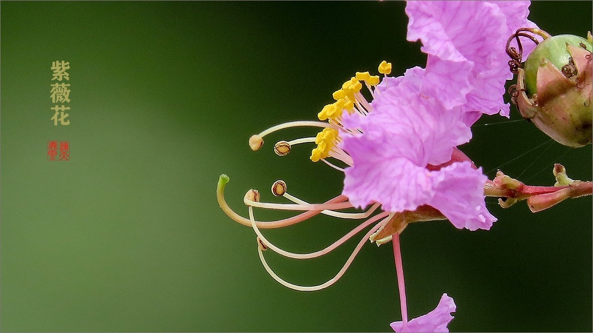 绿中一点红紫薇花