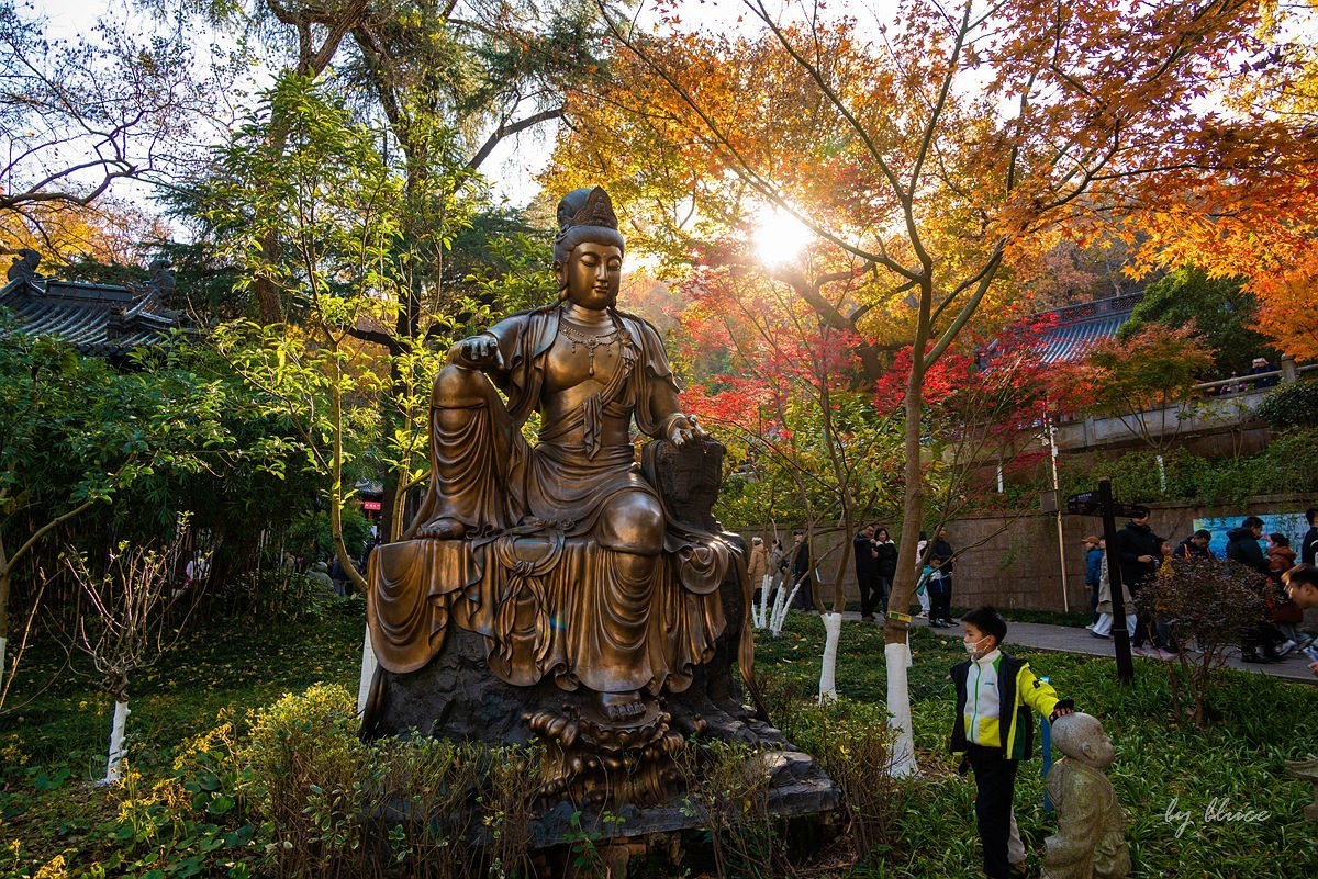 栖霞红枫盛（五）