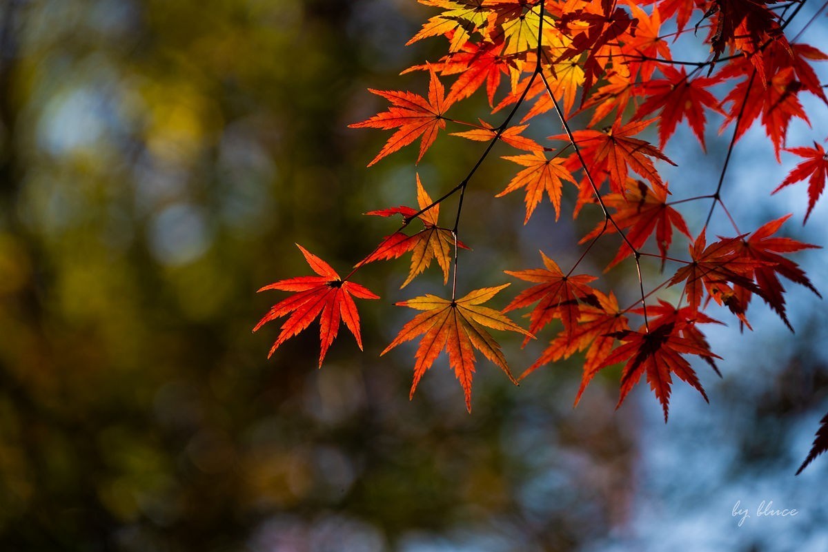 栖霞红枫盛（五）