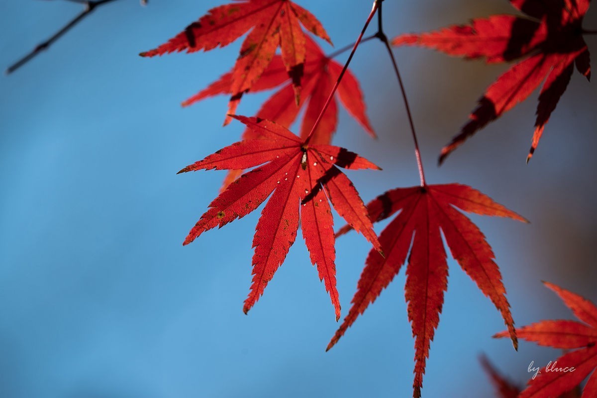 栖霞红枫盛（五）