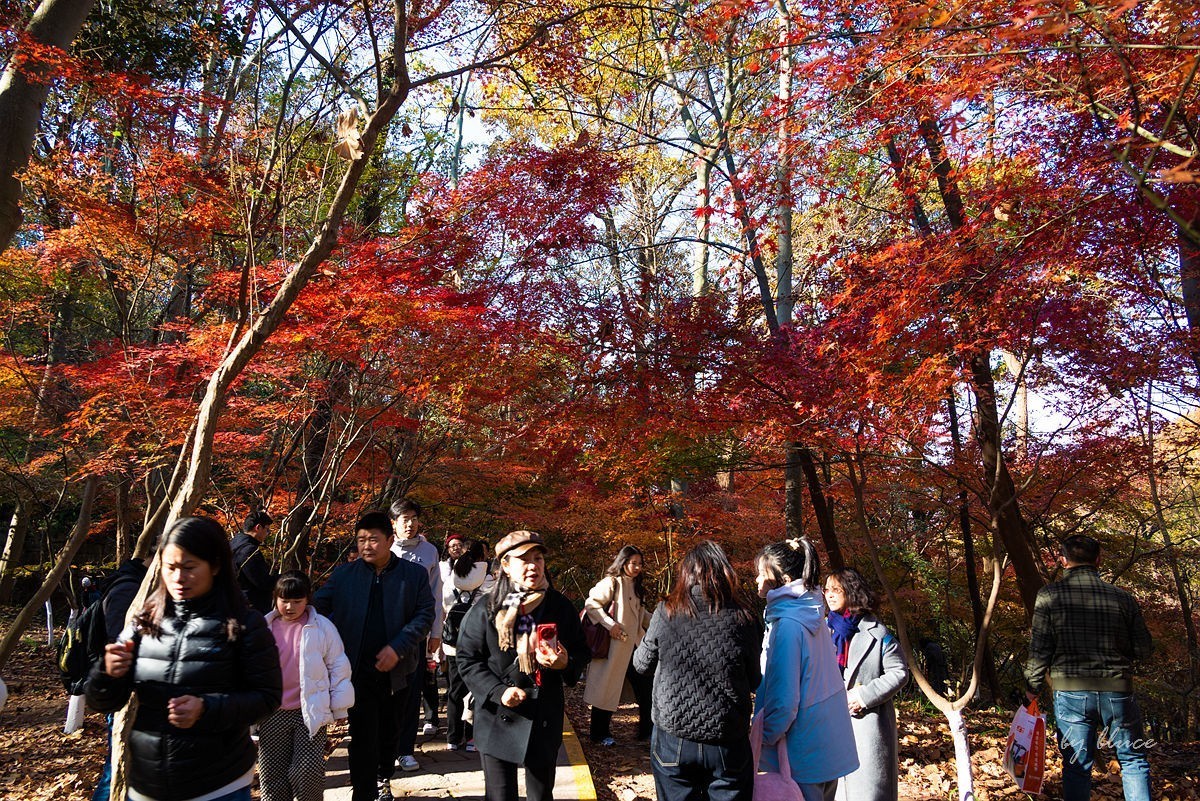 栖霞红枫盛（五）