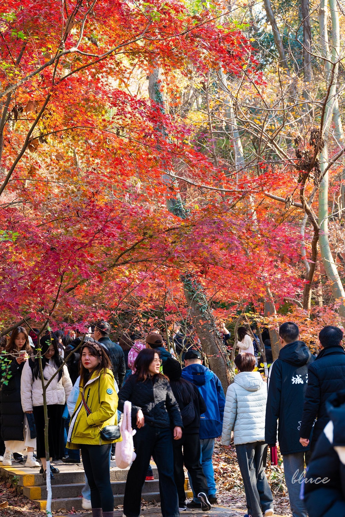 栖霞红枫盛（五）