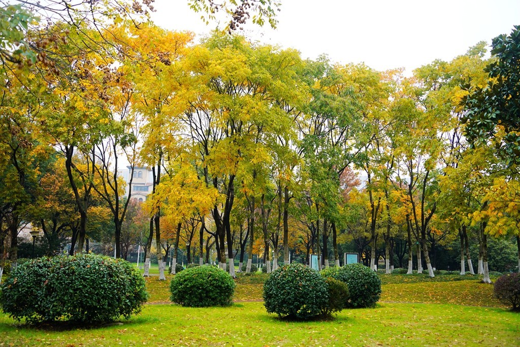 无锡新城中央公园秋色