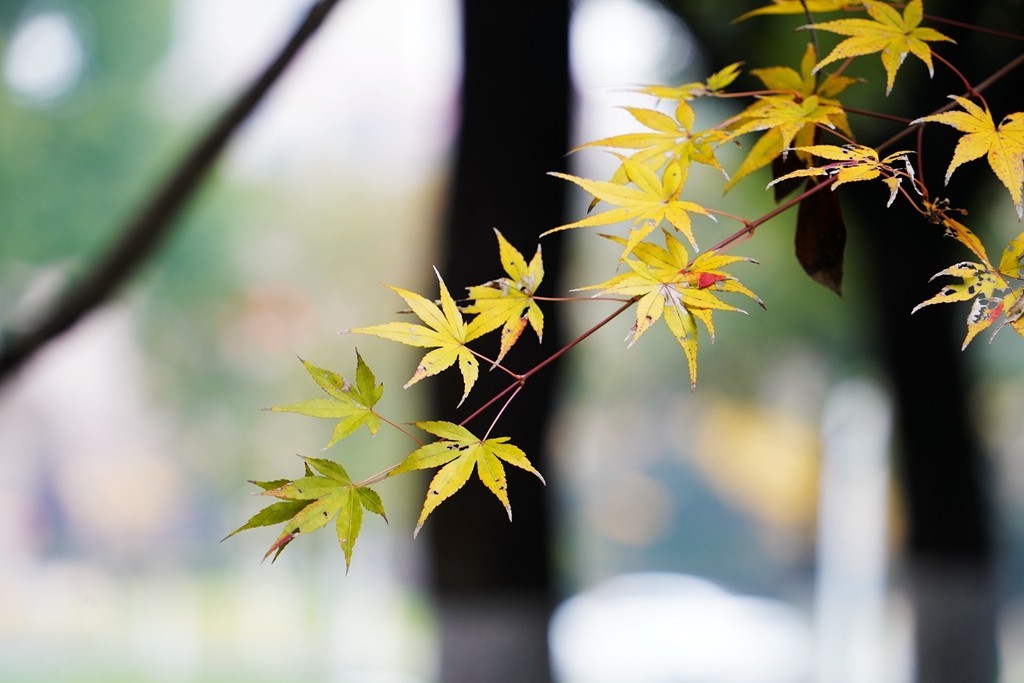 无锡新城中央公园秋色