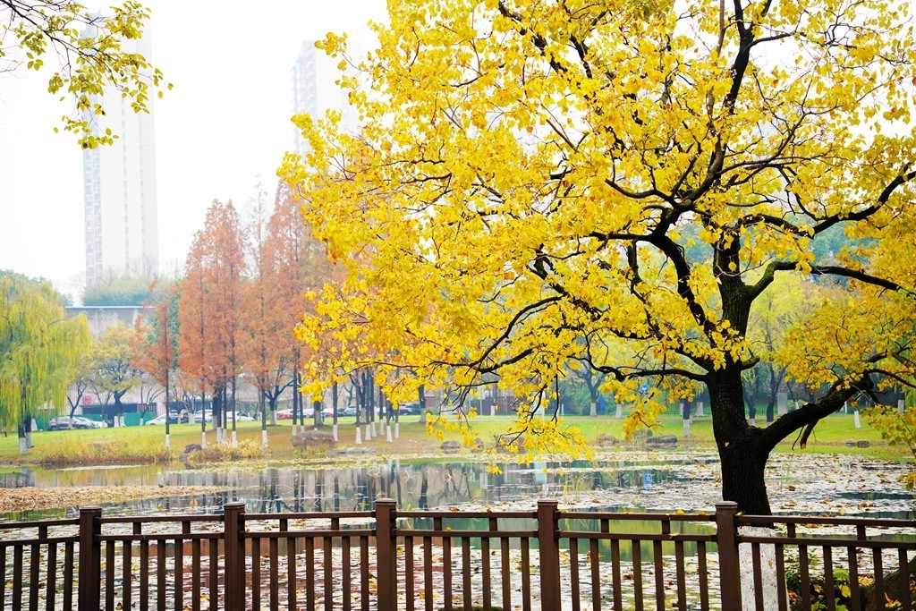 无锡新城中央公园秋色