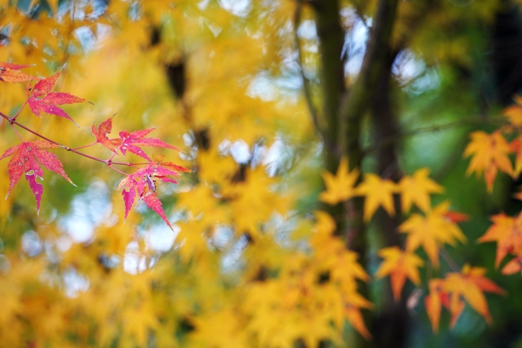 无锡新城中央公园秋色