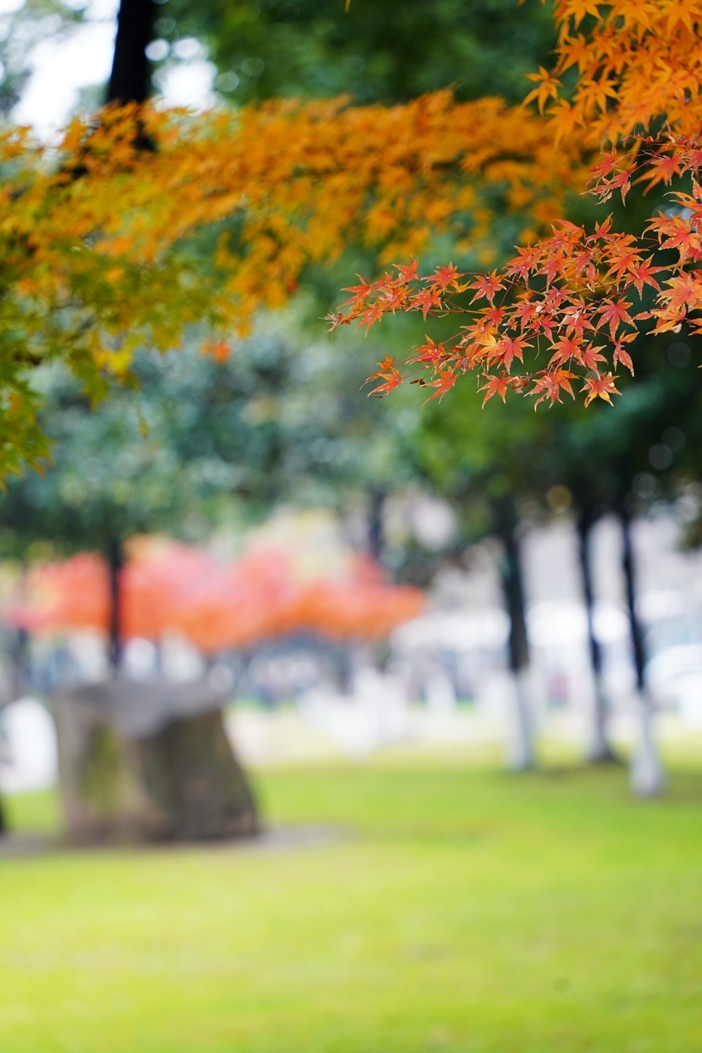 无锡新城中央公园秋色