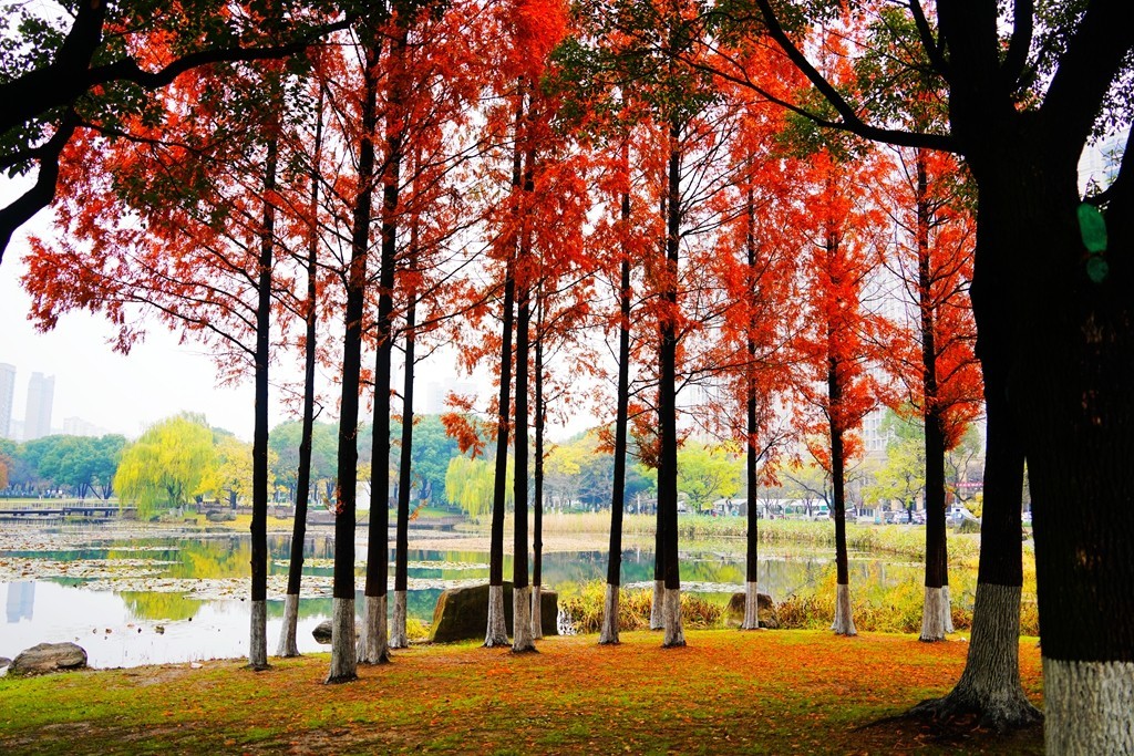 无锡新城中央公园秋色