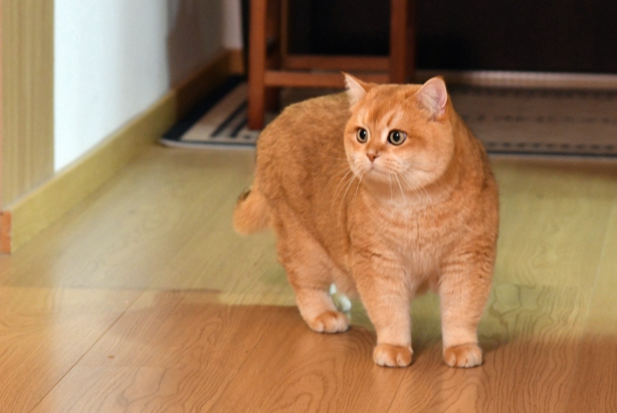 宠猫 球球