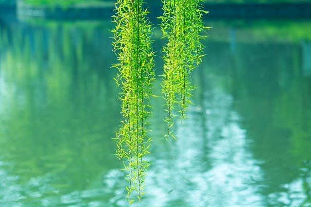 生机盎然总是春