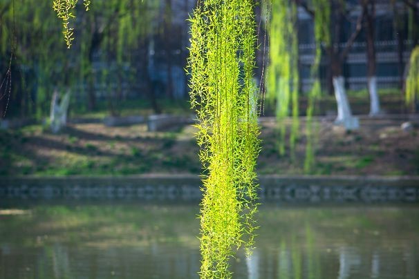 生机盎然总是春