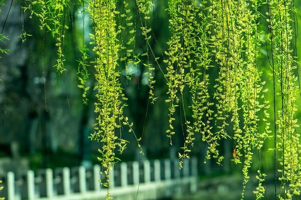 生机盎然总是春