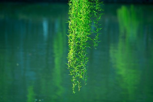 生机盎然总是春