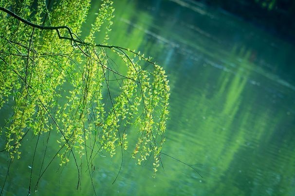 生机盎然总是春