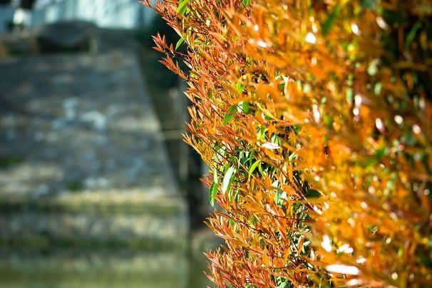 生机盎然总是春