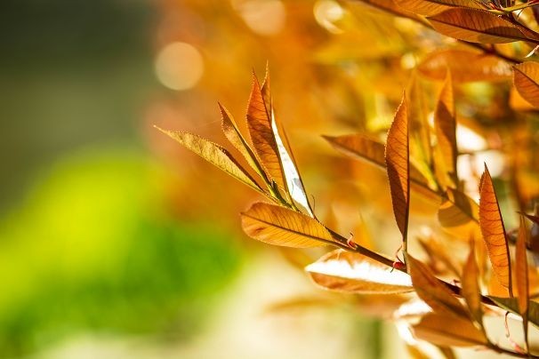 生机盎然总是春