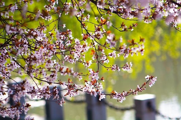 生机盎然总是春