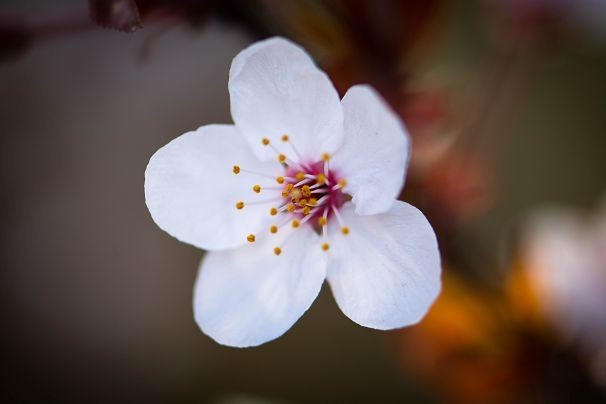 生机盎然总是春