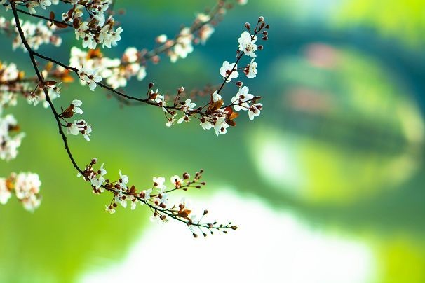 生机盎然总是春