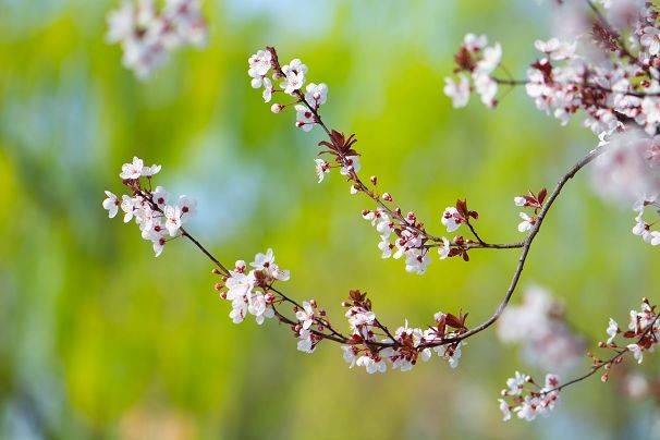 生机盎然总是春