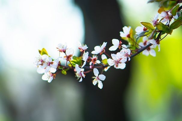 生机盎然总是春