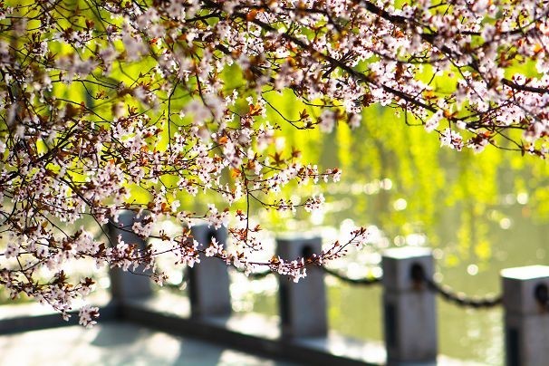 生机盎然总是春