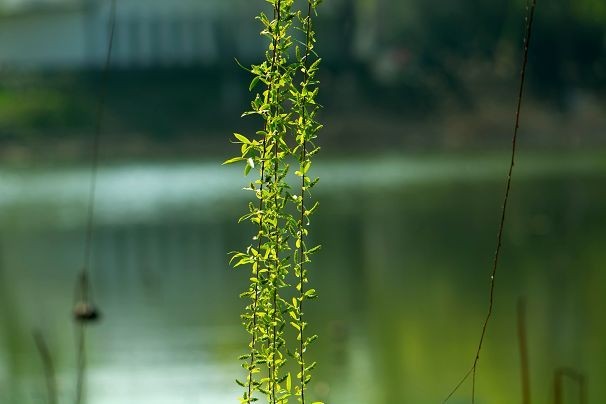生机盎然总是春