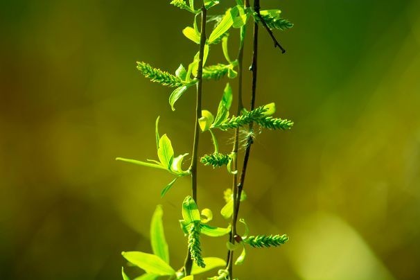 生机盎然总是春