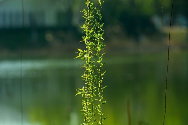 生机盎然总是春
