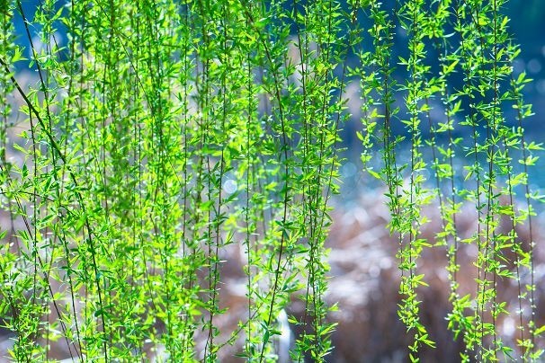 生机盎然总是春