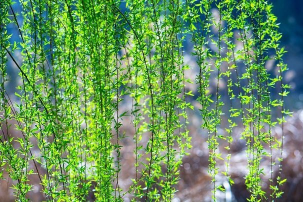 生机盎然总是春