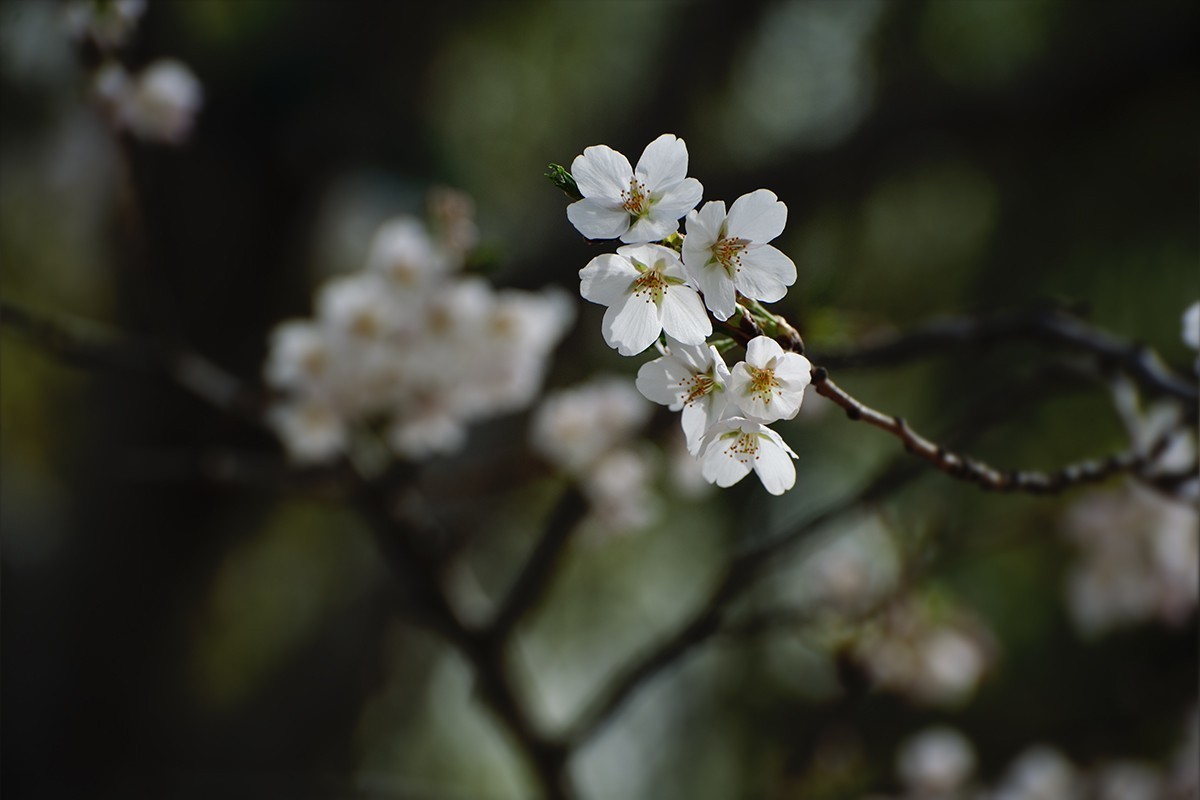 玉渊潭中拍摄樱花
