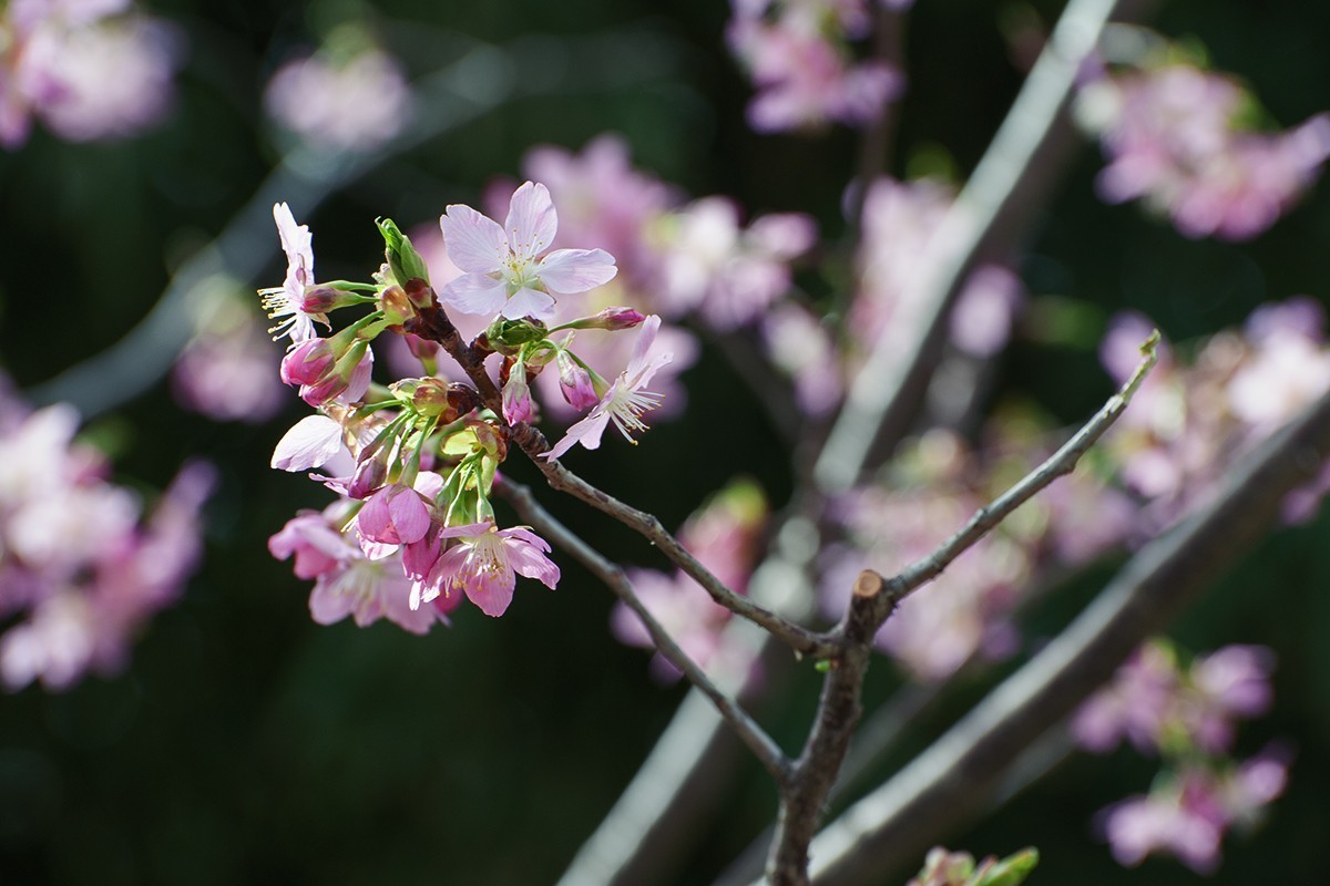 玉渊潭中拍摄樱花