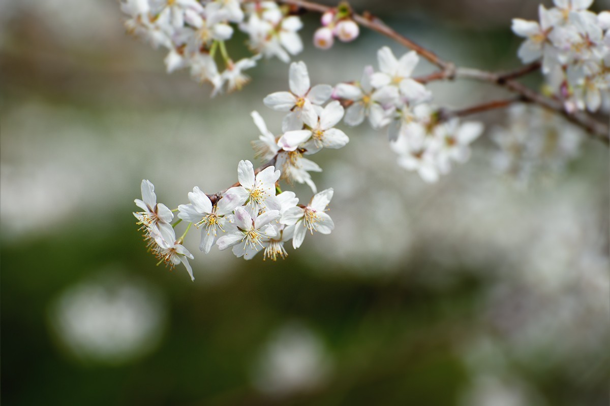 玉渊潭中拍摄樱花