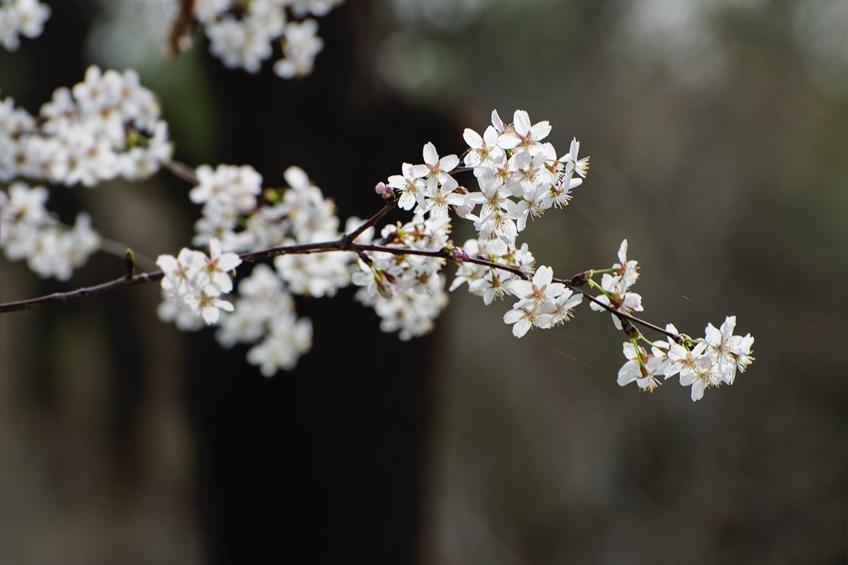 玉渊潭中拍摄樱花