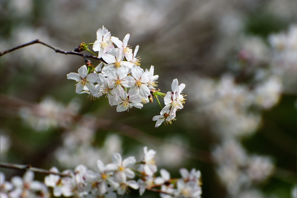 玉渊潭中拍摄樱花