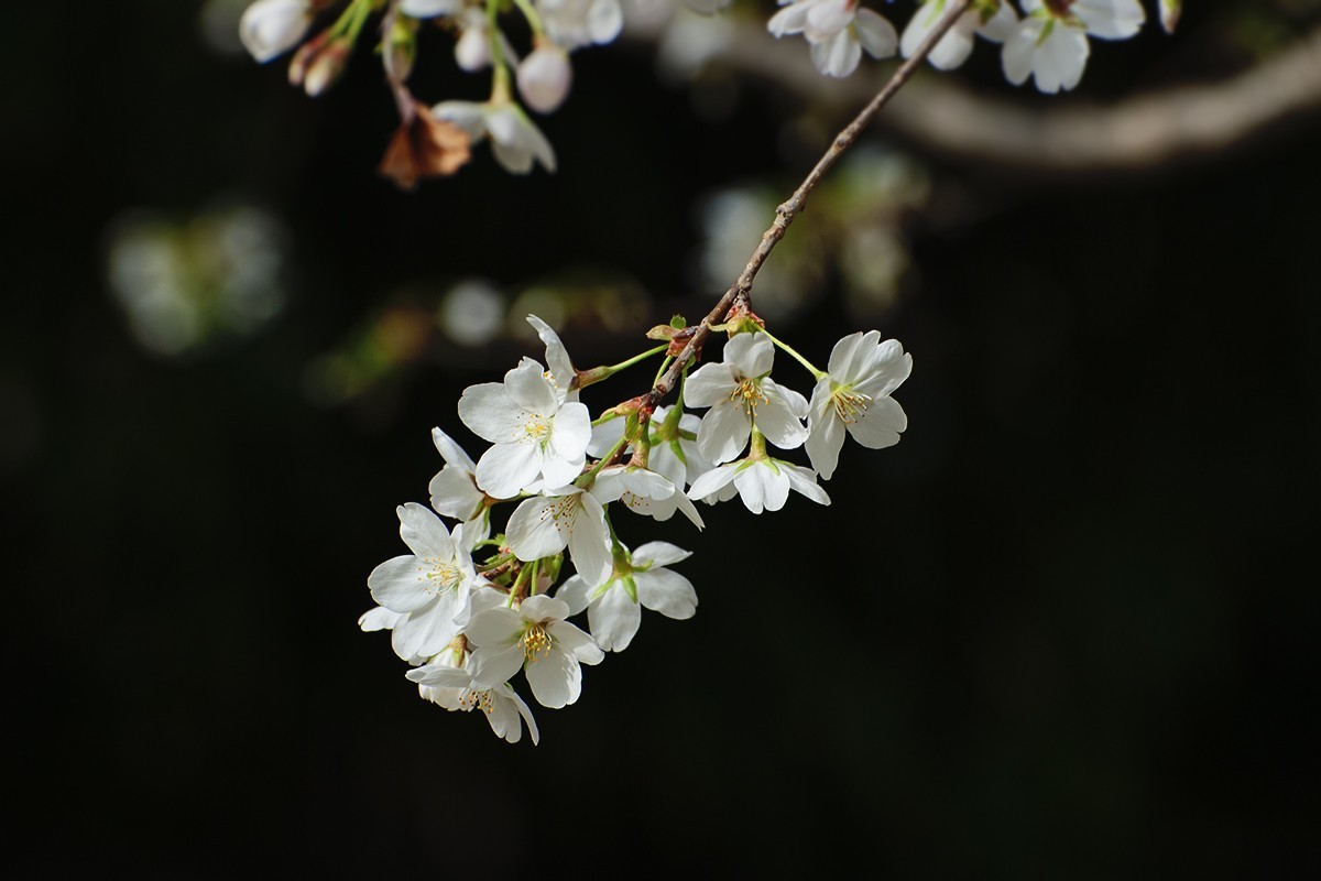 玉渊潭中拍摄樱花