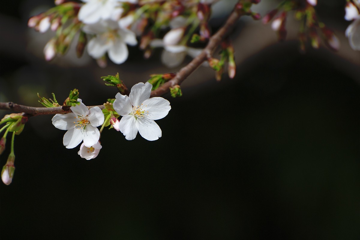 玉渊潭中拍摄樱花