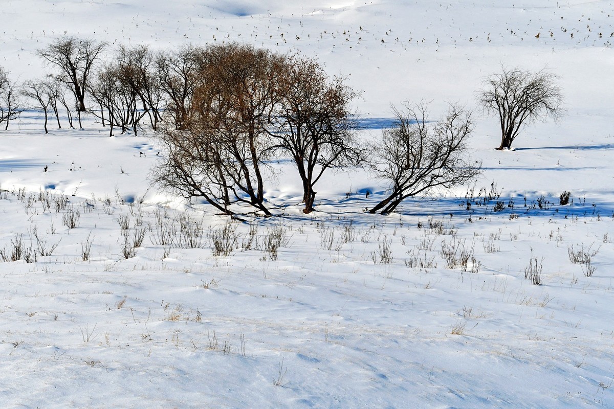 春节乌兰布统塞罕坝之行 及路上所见（十六）