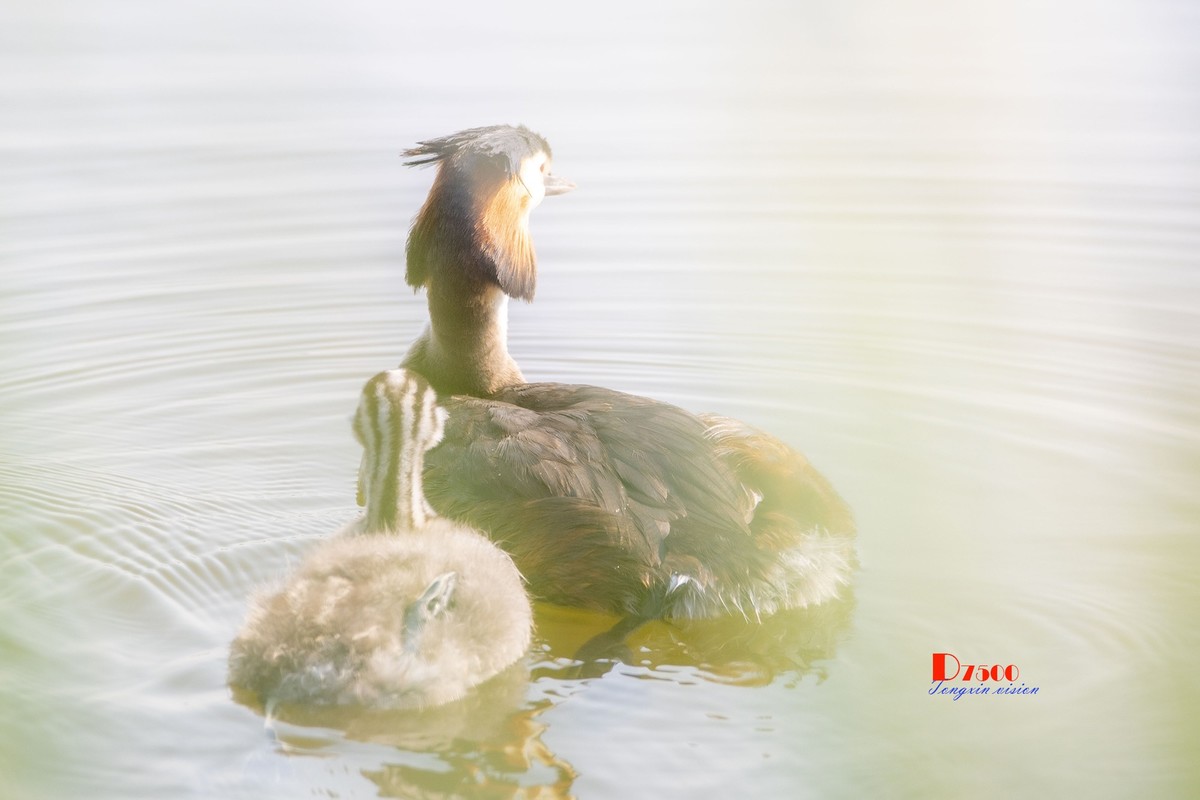 可爱的PI鹈（60）