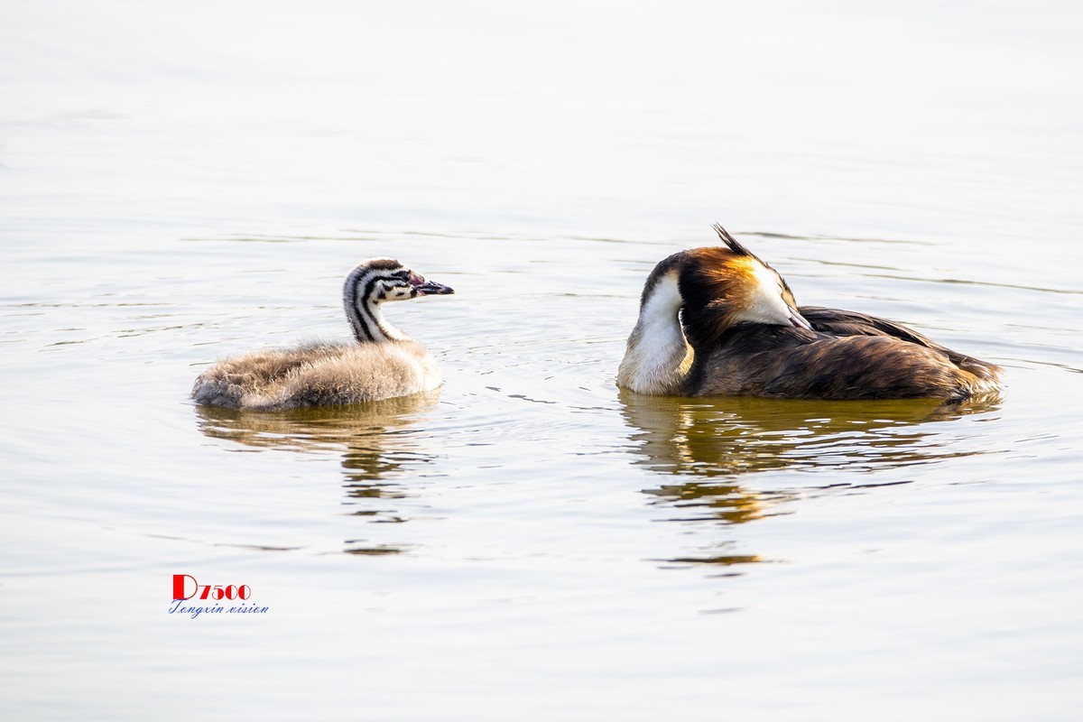 可爱的PI鹈（60）