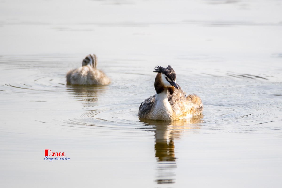 可爱的PI鹈（60）