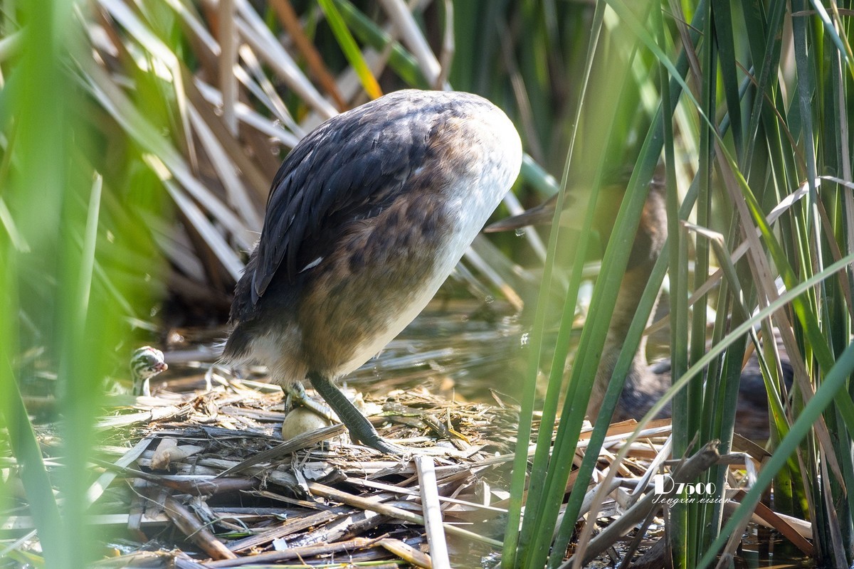 可爱的PI鹈（60）