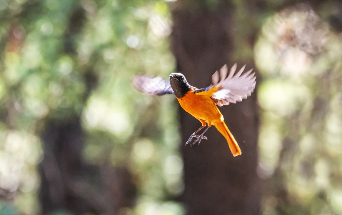 北红尾鸲（二十七）