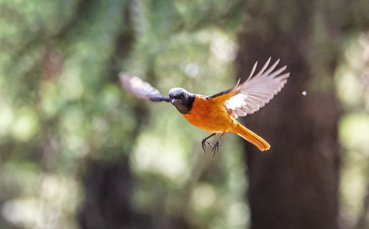 北红尾鸲（二十七）