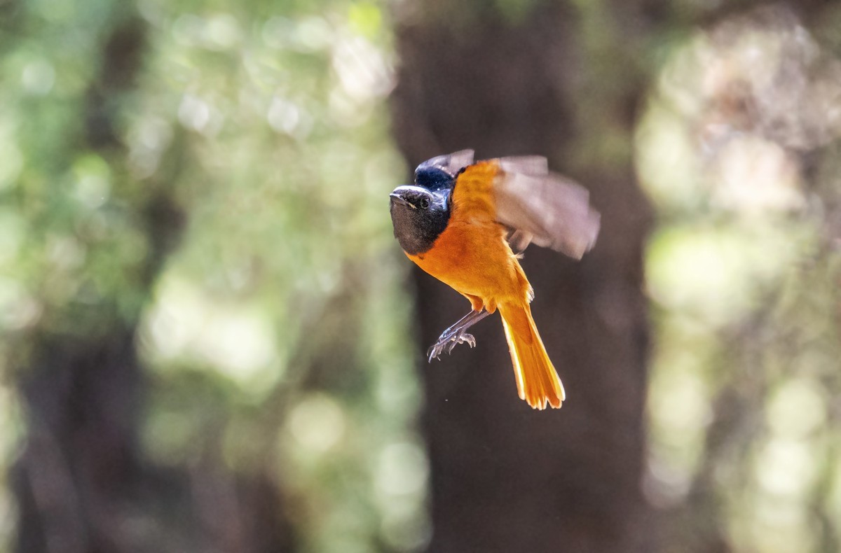 北红尾鸲（二十七）